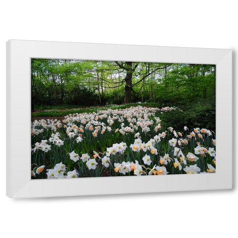 Keukenhof Botanical Daffodils Garden White Modern Wood Framed Art Print by Jenny Rainbow Fine Art
