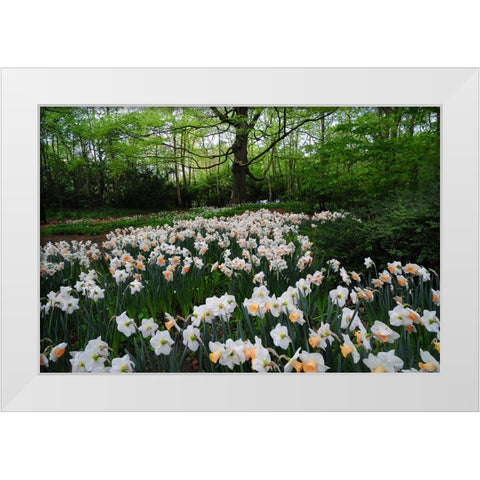 Keukenhof Botanical Daffodils Garden White Modern Wood Framed Art Print by Jenny Rainbow Fine Art