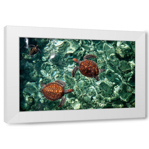 Sea Turtles in Crystal Water White Modern Wood Framed Art Print by Jenny Rainbow Fine Art