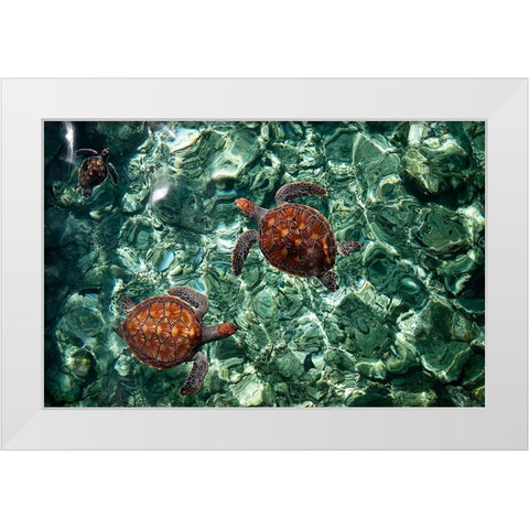 Sea Turtles in Crystal Water White Modern Wood Framed Art Print by Jenny Rainbow Fine Art
