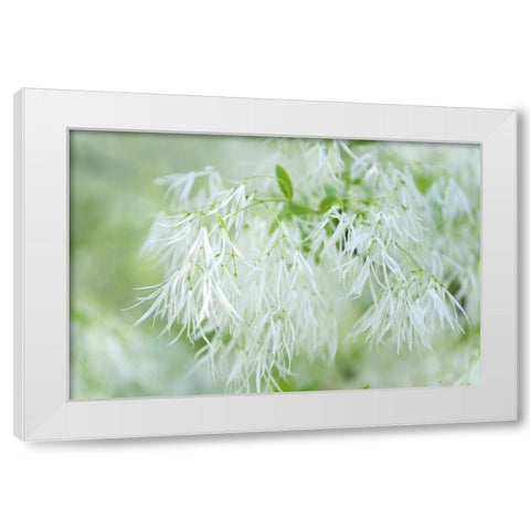 White Fringetree White Modern Wood Framed Art Print by Jenny Rainbow Fine Art