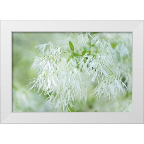 White Fringetree White Modern Wood Framed Art Print by Jenny Rainbow Fine Art