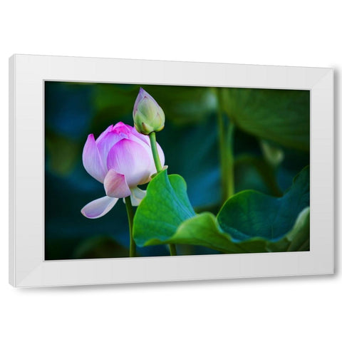 Graceful Lotus White Modern Wood Framed Art Print by Jenny Rainbow Fine Art