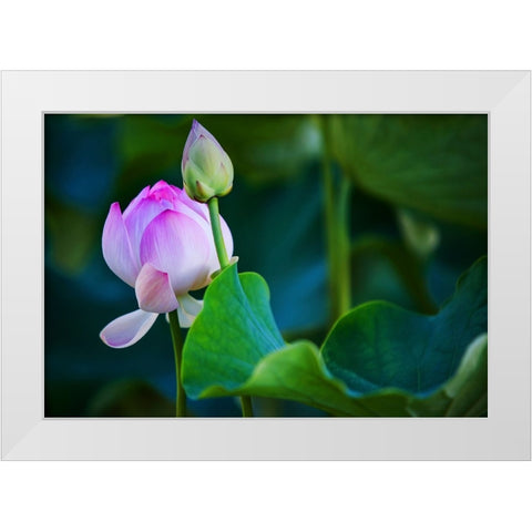 Graceful Lotus White Modern Wood Framed Art Print by Jenny Rainbow Fine Art