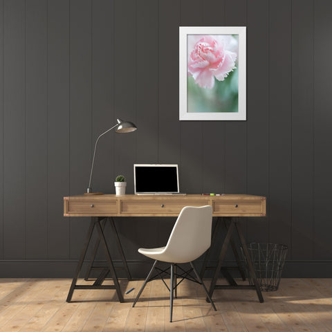 Macro of Pink Carnation White Modern Wood Framed Art Print by Jenny Rainbow Fine Art
