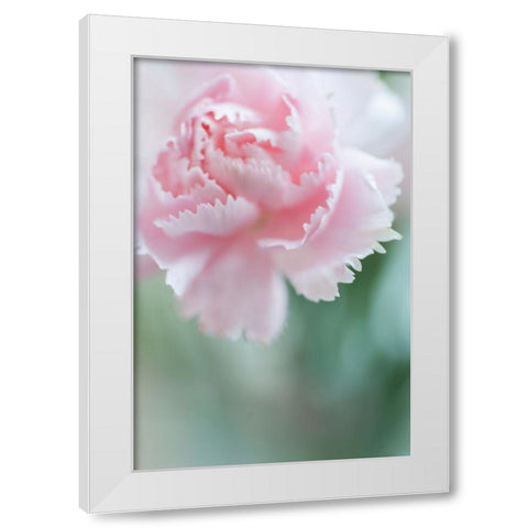 Macro of Pink Carnation White Modern Wood Framed Art Print by Jenny Rainbow Fine Art