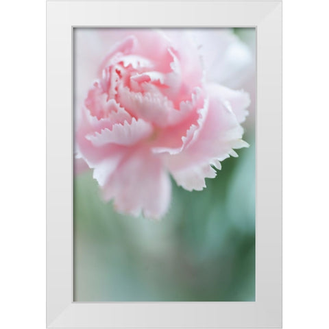 Macro of Pink Carnation White Modern Wood Framed Art Print by Jenny Rainbow Fine Art