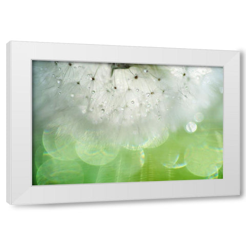 Mr Dandelion Inner Light White Modern Wood Framed Art Print by Jenny Rainbow Fine Art