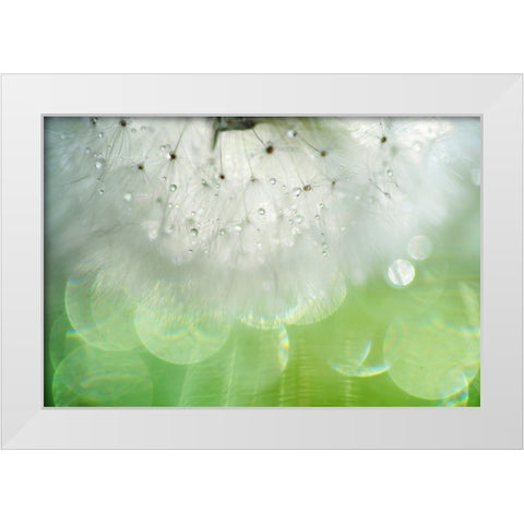 Mr Dandelion Inner Light White Modern Wood Framed Art Print by Jenny Rainbow Fine Art