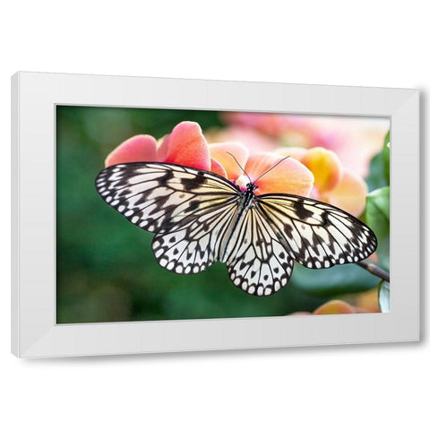 Paper Kite Tropical Butterfly 1 White Modern Wood Framed Art Print by Jenny Rainbow Fine Art
