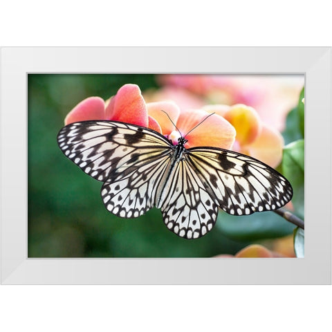 Paper Kite Tropical Butterfly 1 White Modern Wood Framed Art Print by Jenny Rainbow Fine Art