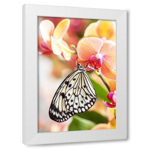 Paper Kite Tropical Butterfly 2 White Modern Wood Framed Art Print by Jenny Rainbow Fine Art