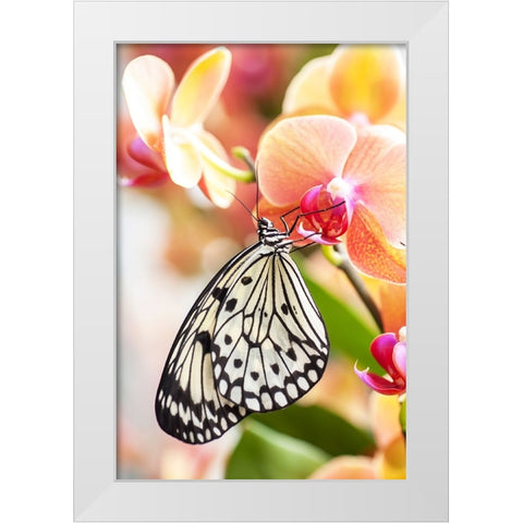 Paper Kite Tropical Butterfly 2 White Modern Wood Framed Art Print by Jenny Rainbow Fine Art
