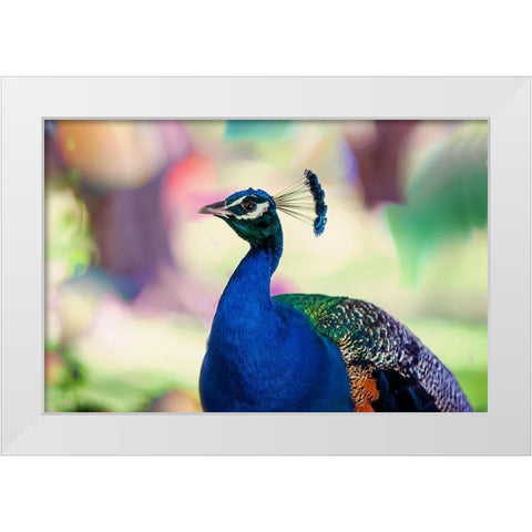 Peacock Bird of Paradise White Modern Wood Framed Art Print by Jenny Rainbow Fine Art