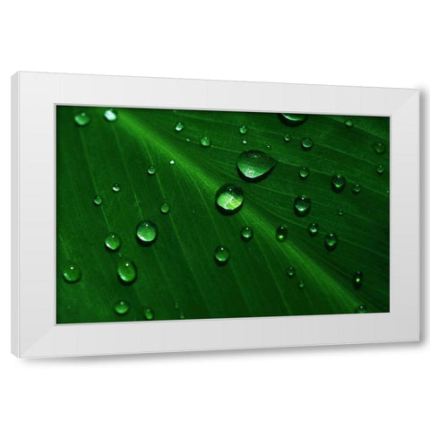 Rain Drops On Green Leaf Macro White Modern Wood Framed Art Print by Jenny Rainbow Fine Art