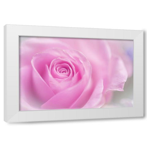 Series Pink Temptation Pink Rose White Modern Wood Framed Art Print by Jenny Rainbow Fine Art