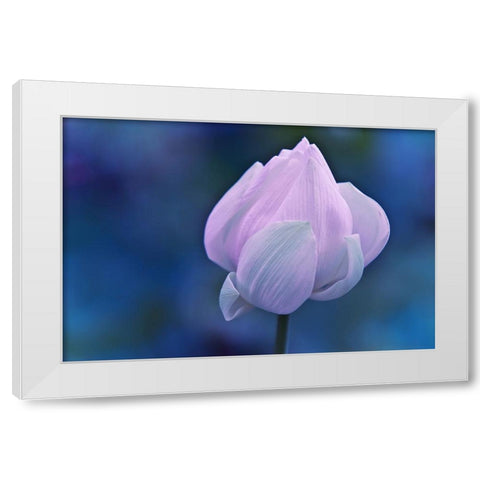 Tender Morning with Lotus White Modern Wood Framed Art Print by Jenny Rainbow Fine Art