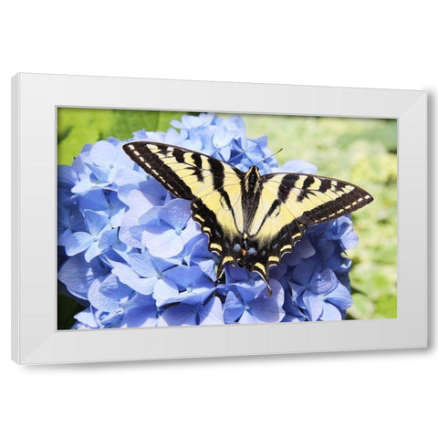 Butterfly on Flower White Modern Wood Framed Art Print by Schell, Jennie Marie
