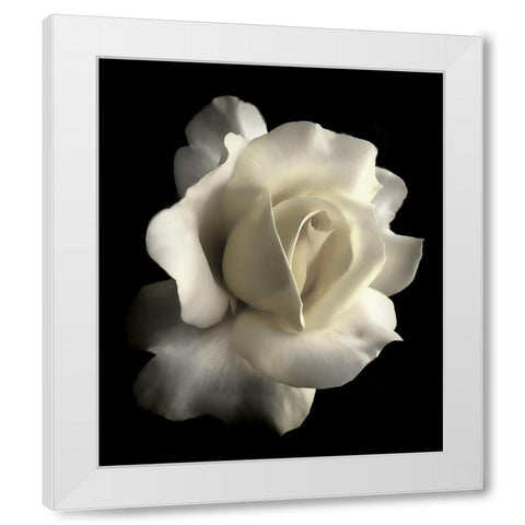 Rose White 1 White Modern Wood Framed Art Print by Schell, Jennie Marie