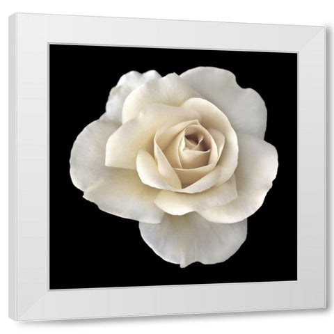 Rose White 2 White Modern Wood Framed Art Print by Schell, Jennie Marie