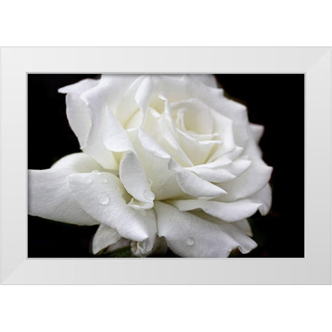 Rose White 3 White Modern Wood Framed Art Print by Schell, Jennie Marie