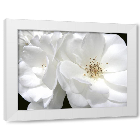 Rose White 4 White Modern Wood Framed Art Print by Schell, Jennie Marie