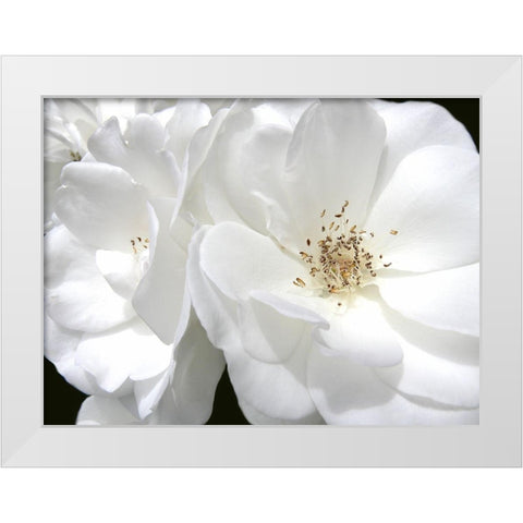 Rose White 4 White Modern Wood Framed Art Print by Schell, Jennie Marie