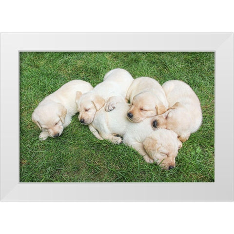 Dog Lab Puppies White Modern Wood Framed Art Print by Schell, Jennie Marie
