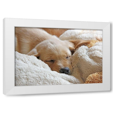 Dog Lab Puppy Sleeping White Modern Wood Framed Art Print by Schell, Jennie Marie