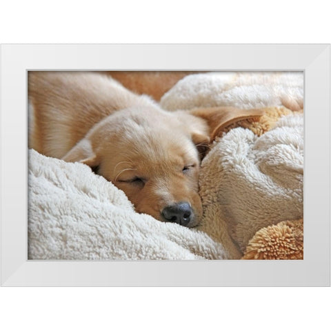 Dog Lab Puppy Sleeping White Modern Wood Framed Art Print by Schell, Jennie Marie