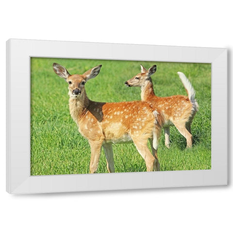 Fawn Twins White Modern Wood Framed Art Print by Schell, Jennie Marie