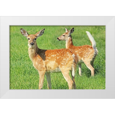 Fawn Twins White Modern Wood Framed Art Print by Schell, Jennie Marie