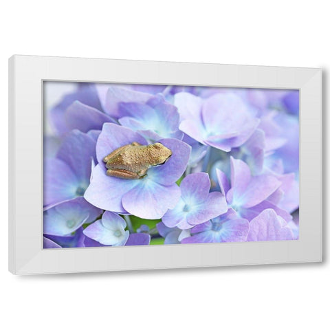 Little Frog On Flower White Modern Wood Framed Art Print by Schell, Jennie Marie