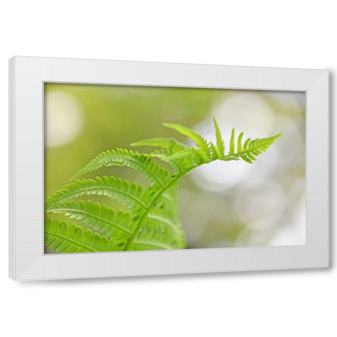 Plant Fern Nature White Modern Wood Framed Art Print by Schell, Jennie Marie
