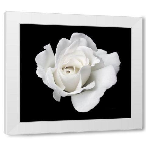 Rose White 5 White Modern Wood Framed Art Print by Schell, Jennie Marie