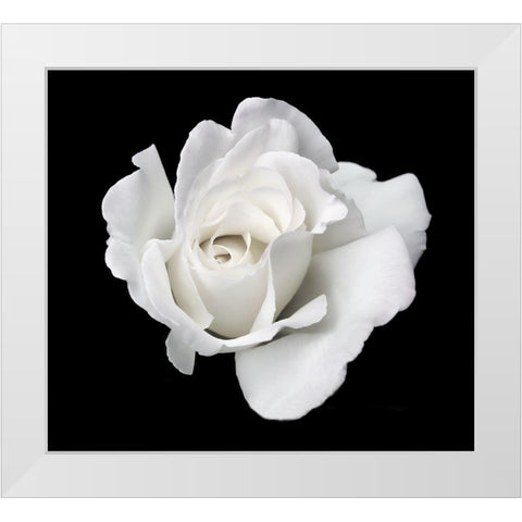 Rose White 5 White Modern Wood Framed Art Print by Schell, Jennie Marie