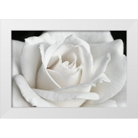 Rose White 6 White Modern Wood Framed Art Print by Schell, Jennie Marie