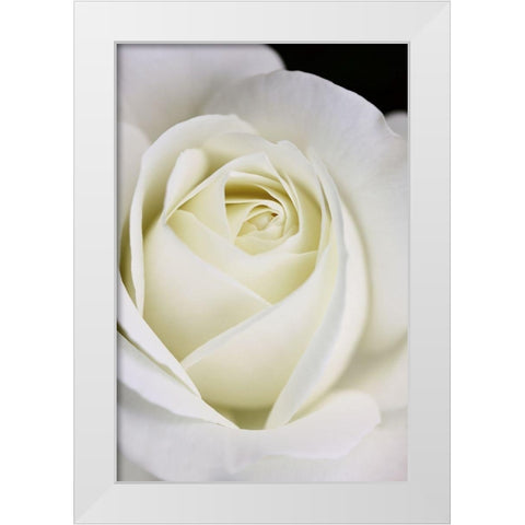Rose White 7 White Modern Wood Framed Art Print by Schell, Jennie Marie