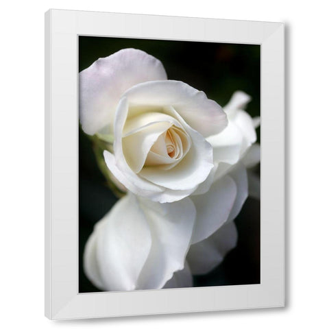 Rose White 8 White Modern Wood Framed Art Print by Schell, Jennie Marie