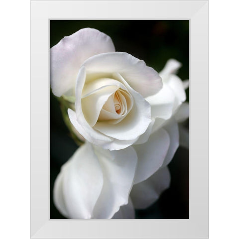 Rose White 8 White Modern Wood Framed Art Print by Schell, Jennie Marie
