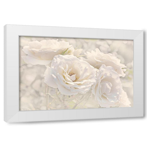 Rose White Ivory 9 White Modern Wood Framed Art Print by Schell, Jennie Marie