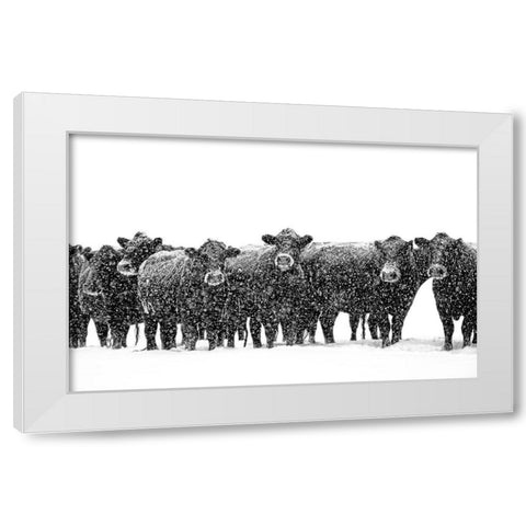 Black Cattle in Snow 2 White Modern Wood Framed Art Print by Schell, Jennie Marie