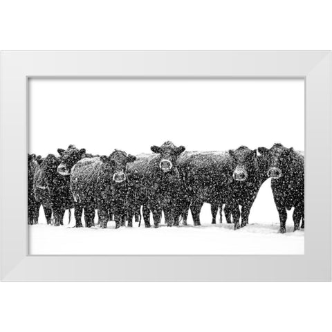 Black Cattle in Snow 2 White Modern Wood Framed Art Print by Schell, Jennie Marie