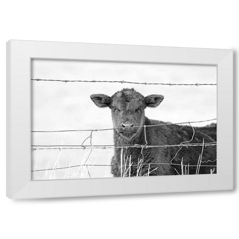Calf Gaze Black And White White Modern Wood Framed Art Print by Schell, Jennie Marie