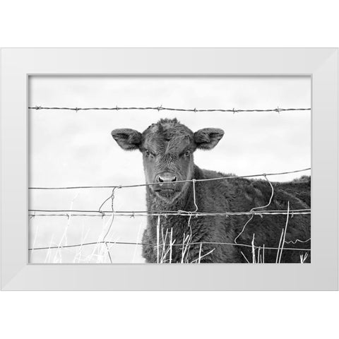 Calf Gaze Black And White White Modern Wood Framed Art Print by Schell, Jennie Marie