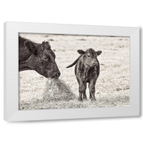 Cow and Calf Sepia White Modern Wood Framed Art Print by Schell, Jennie Marie