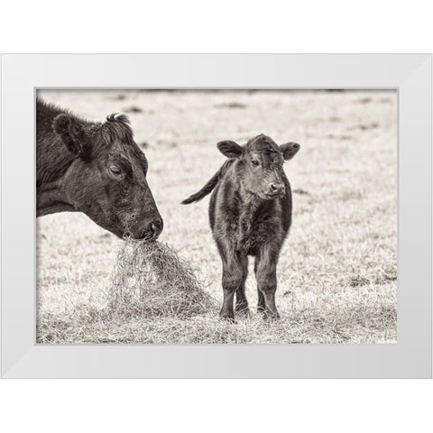Cow and Calf Sepia White Modern Wood Framed Art Print by Schell, Jennie Marie