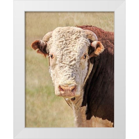 Hereford Bull Color White Modern Wood Framed Art Print by Schell, Jennie Marie