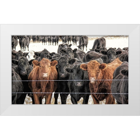 Curious Cattle White Modern Wood Framed Art Print by Schell, Jennie Marie
