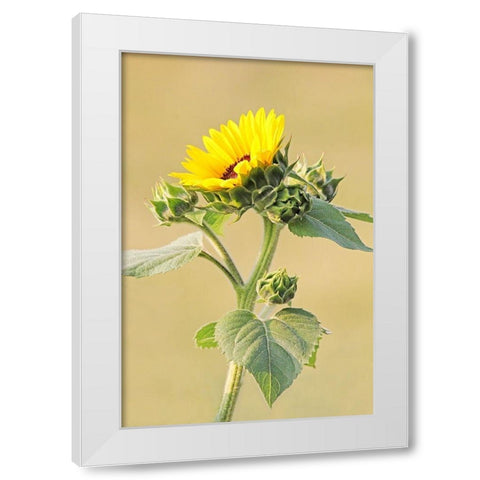 Sunflower White Modern Wood Framed Art Print by Schell, Jennie Marie